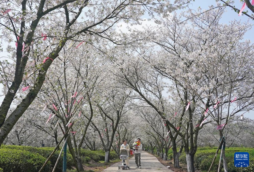南昌：春风十里 樱花满谷