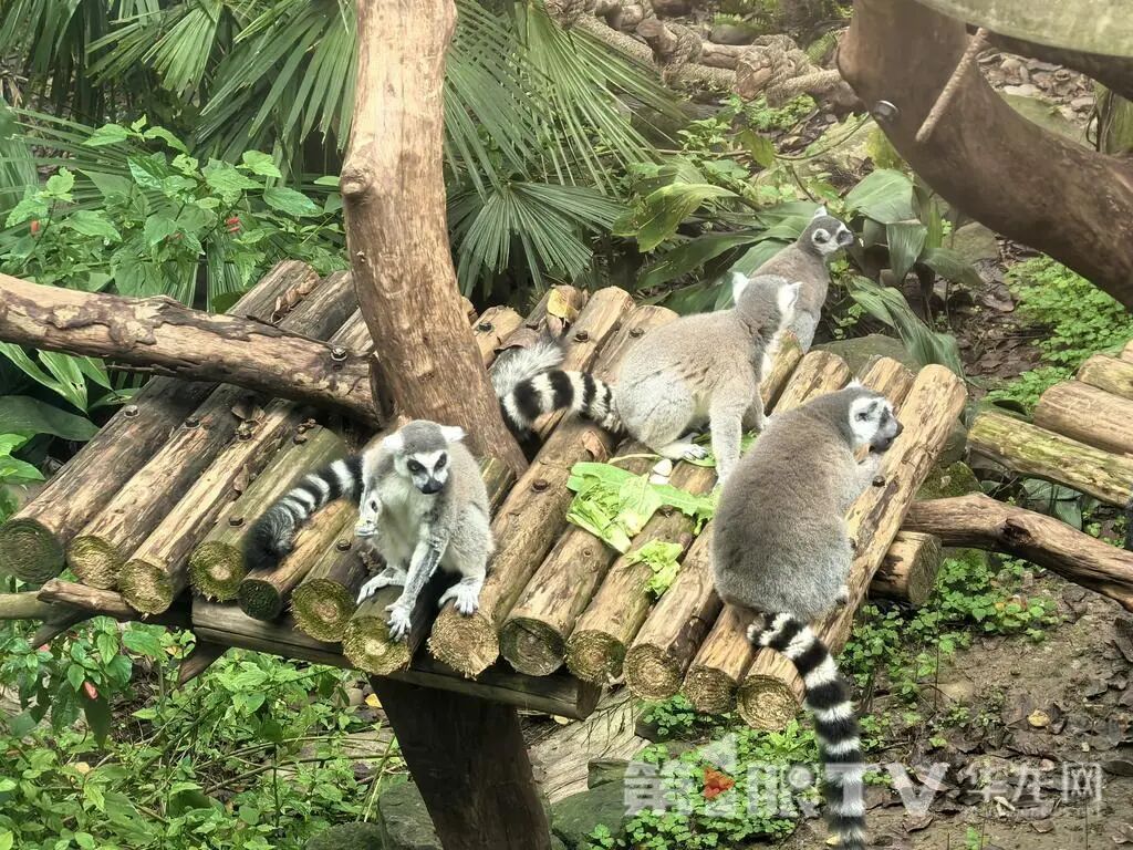 重庆动物园“萌宝天团”集体亮相！