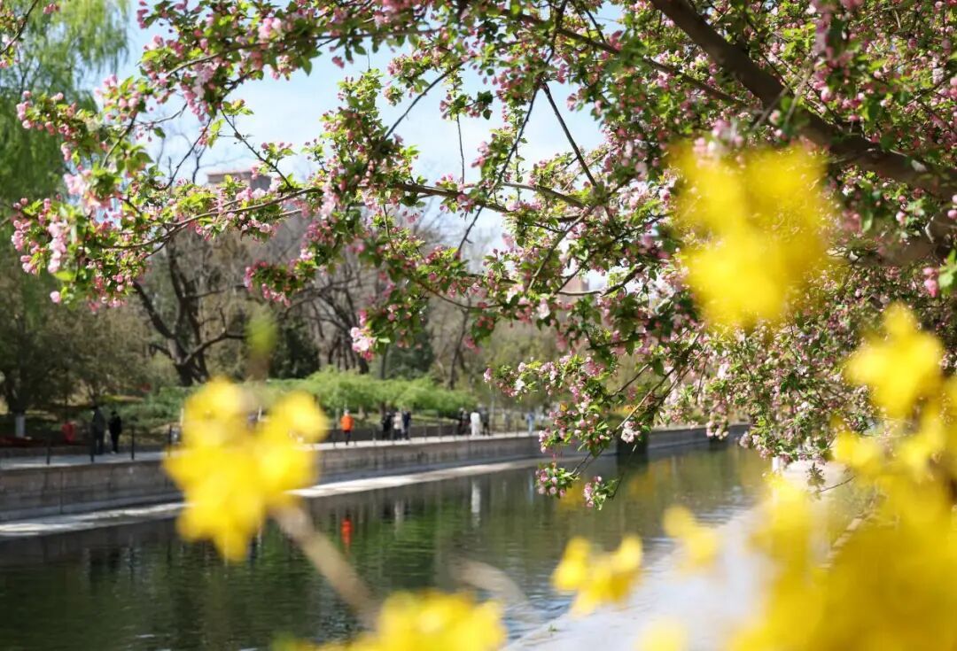 来北京的河边，赴一场春天的约会吧