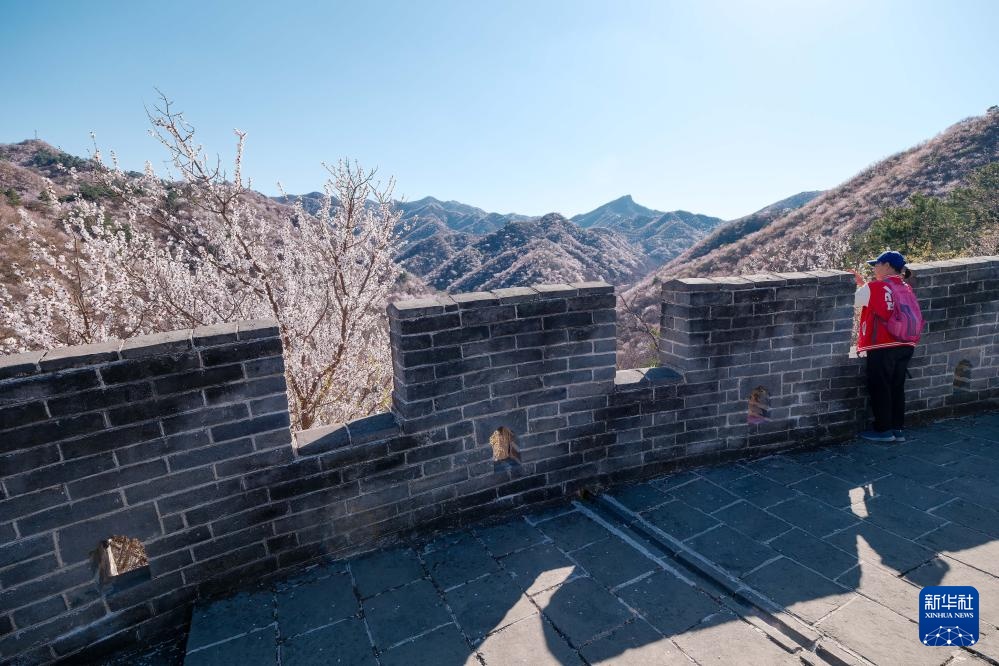 黄花城水长城：山花烂漫 春意正浓