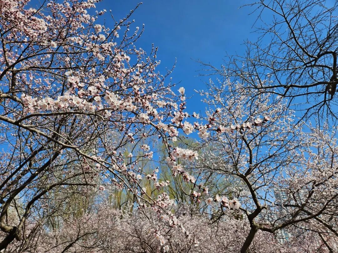 大风+降温+ 雨雪！内蒙古将迎较强冷空气