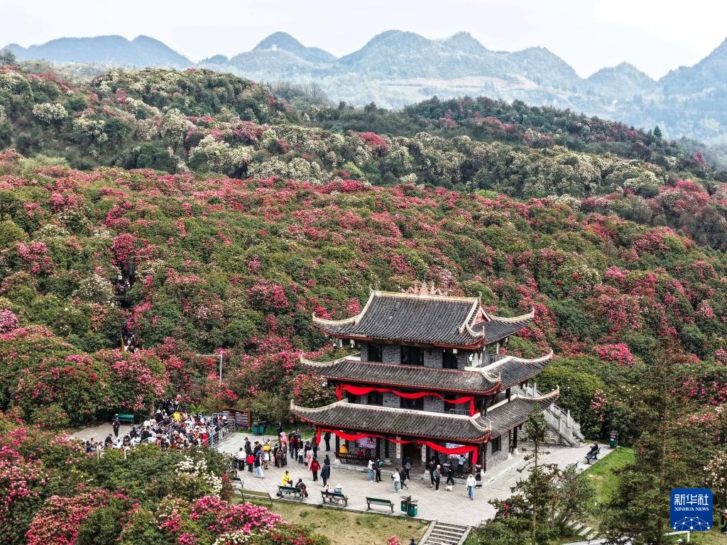 诗意中国丨几日春风又春雨 杜鹃依旧映山红