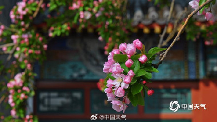 北海公园海棠花海上线