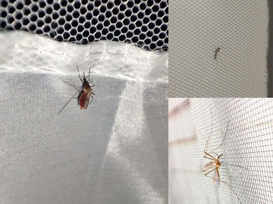 “今年蚊子可能迎来史诗级加强”登上热搜，海南疾控提醒→