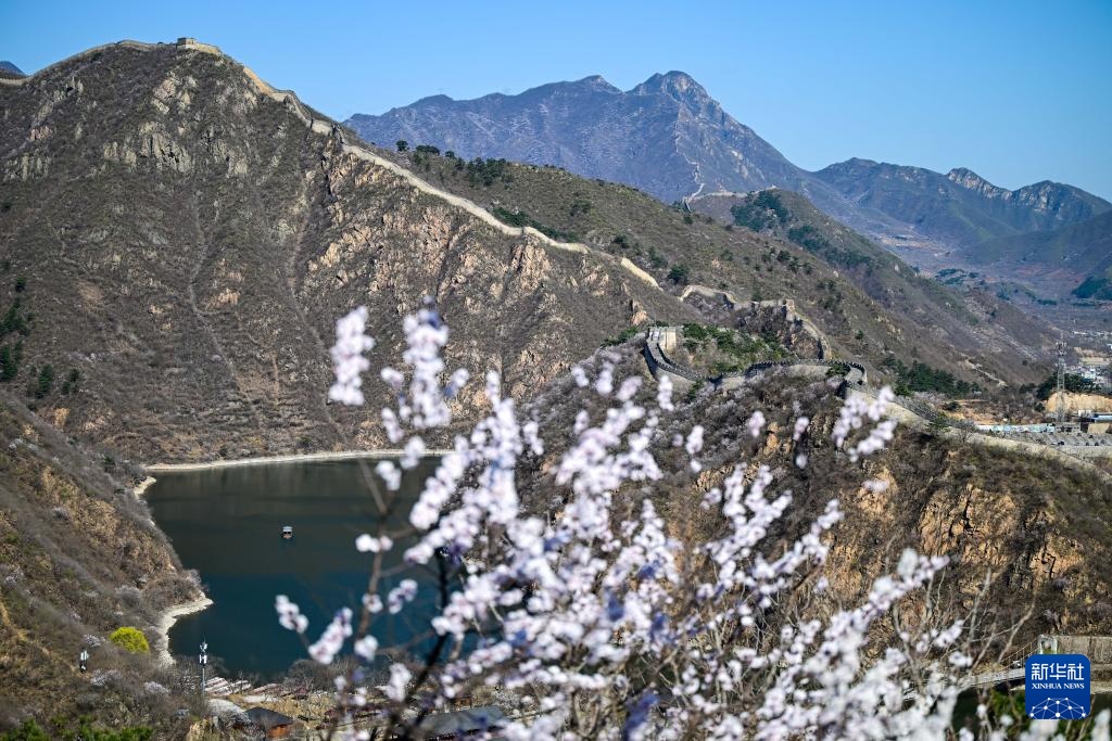 黄花城水长城：山花烂漫 春意正浓