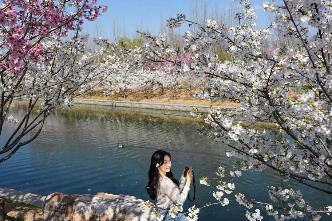 来北京的河边，赴一场春天的约会吧