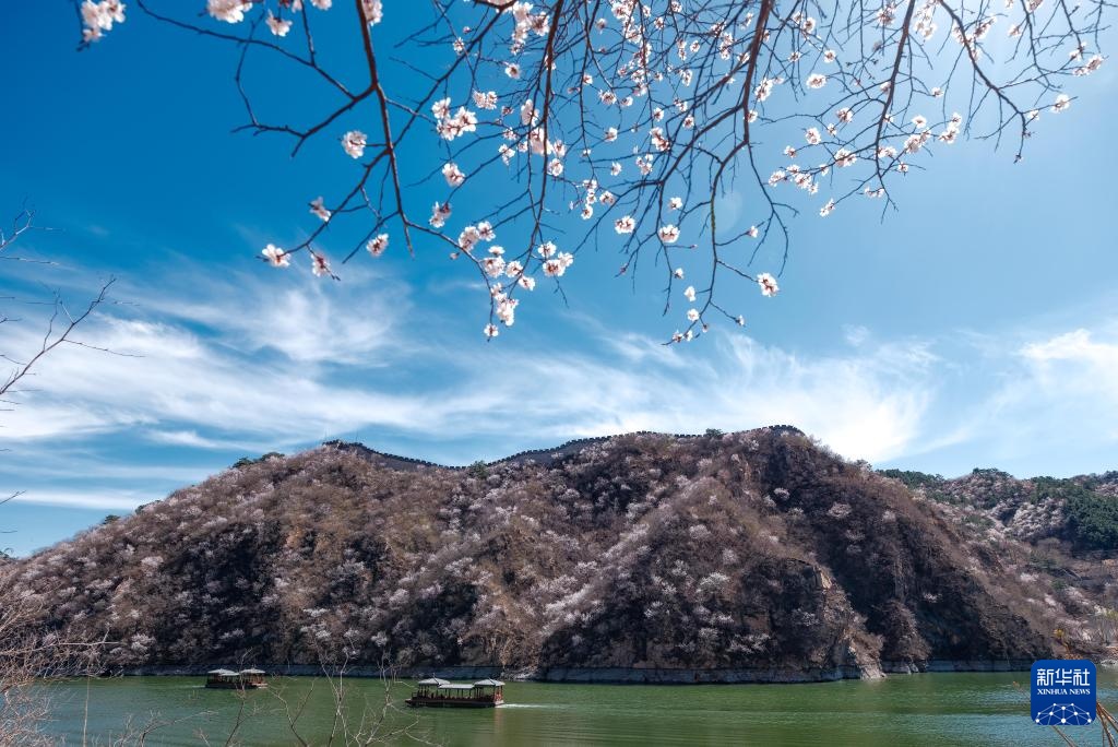 黄花城水长城：山花烂漫 春意正浓