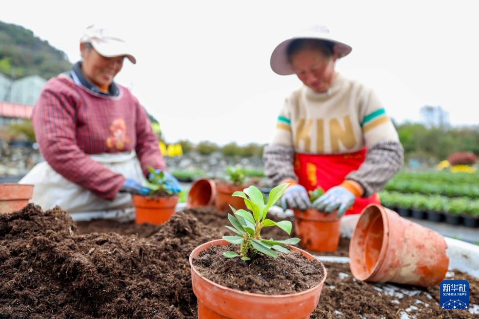 诗意中国丨几日春风又春雨 杜鹃依旧映山红