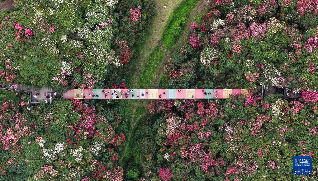 诗意中国丨几日春风又春雨 杜鹃依旧映山红