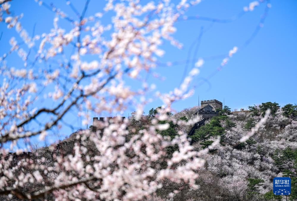 黄花城水长城：山花烂漫 春意正浓