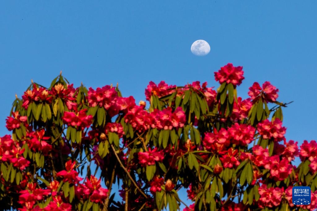 诗意中国丨几日春风又春雨 杜鹃依旧映山红