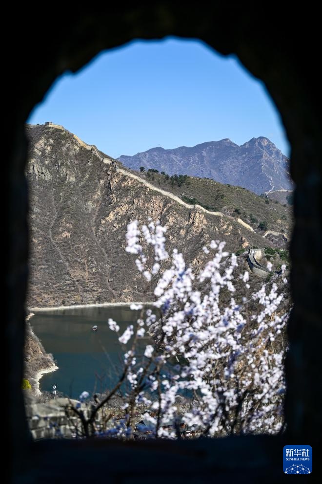 黄花城水长城：山花烂漫 春意正浓