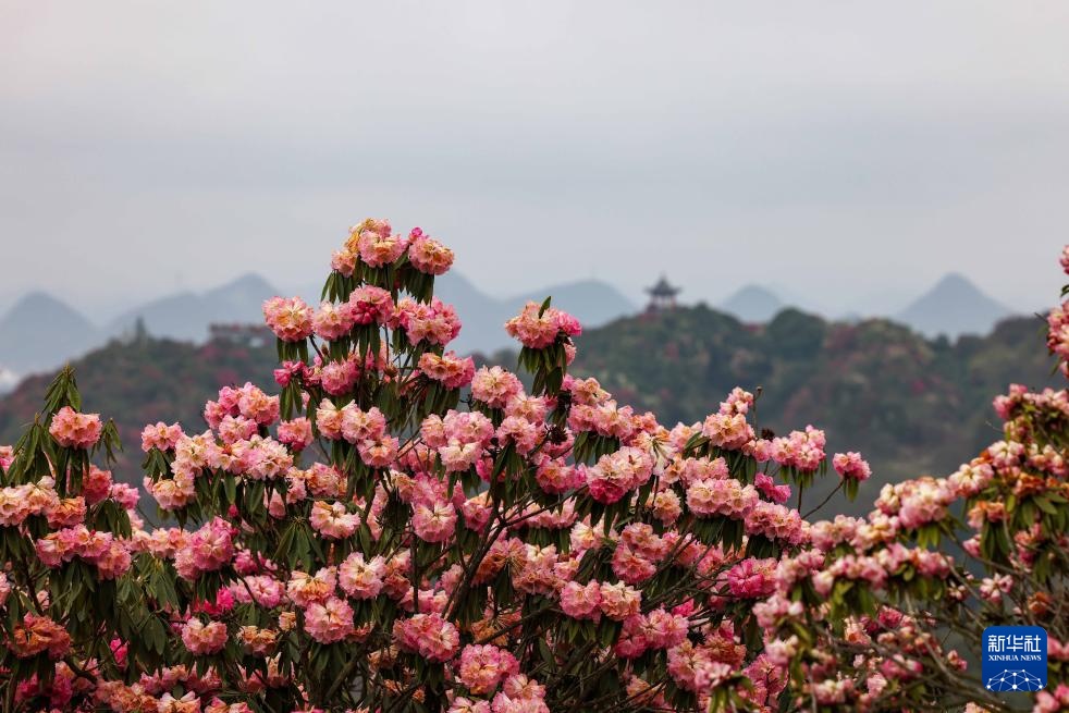 诗意中国丨几日春风又春雨 杜鹃依旧映山红
