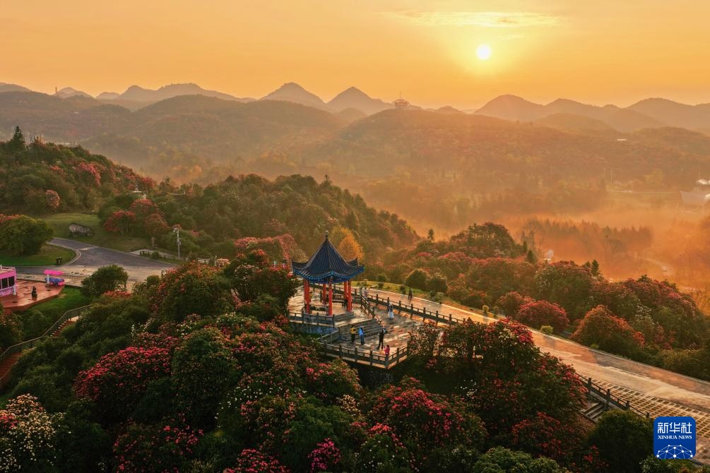 诗意中国丨几日春风又春雨 杜鹃依旧映山红