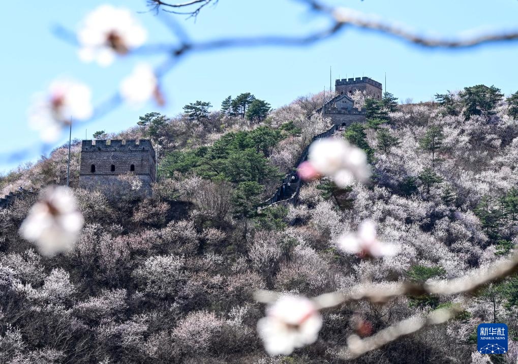 黄花城水长城：山花烂漫 春意正浓