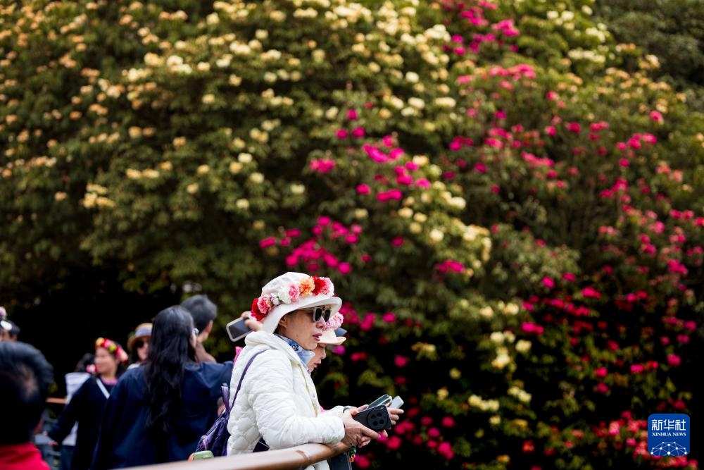 诗意中国丨几日春风又春雨 杜鹃依旧映山红