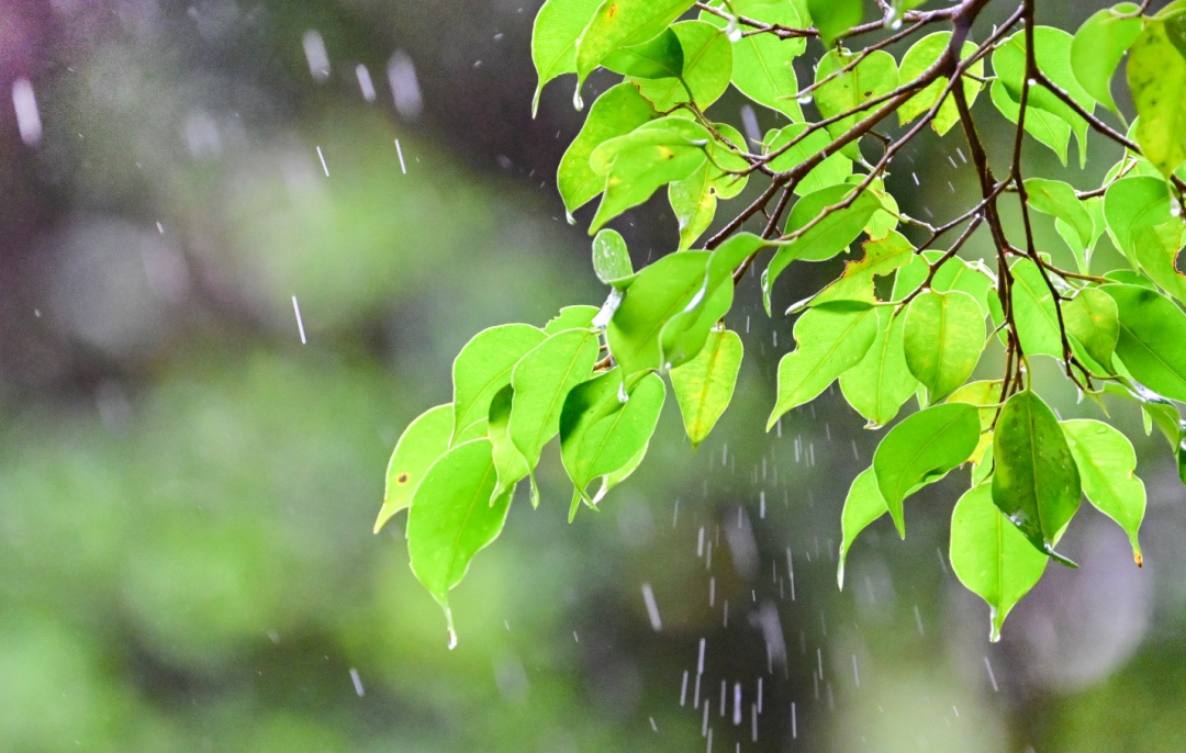 最新预测：广州4月预计有3次冷空气、4次降水过程