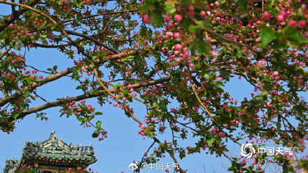 北海公园海棠花海上线