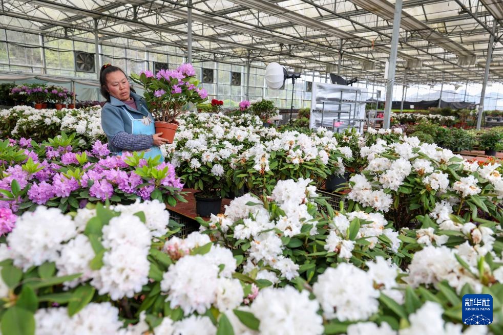 诗意中国丨几日春风又春雨 杜鹃依旧映山红