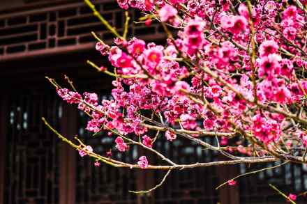 无水印壁纸！国家植物园的春天梦幻感拉满