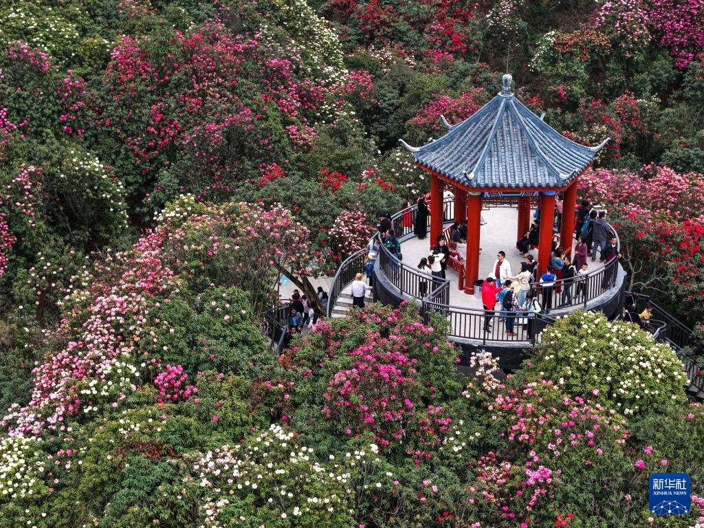 诗意中国丨几日春风又春雨 杜鹃依旧映山红