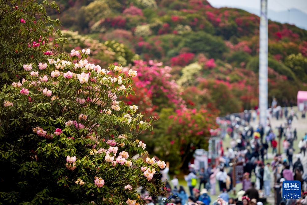诗意中国丨几日春风又春雨 杜鹃依旧映山红