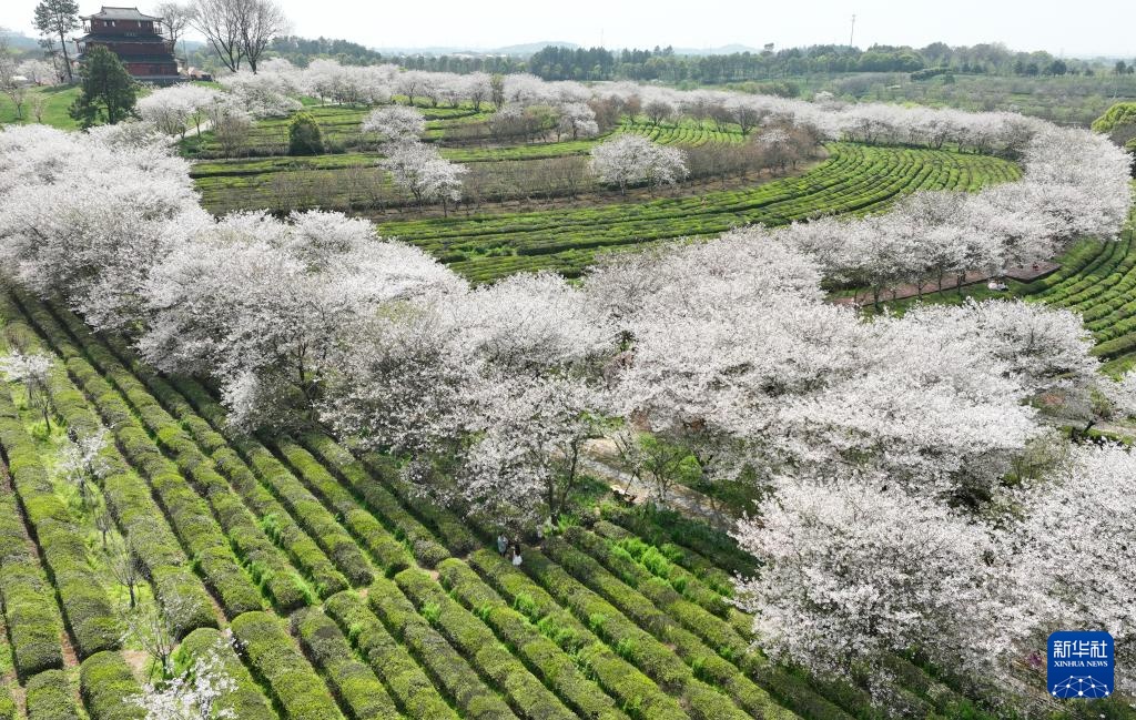 南昌：春风十里 樱花满谷