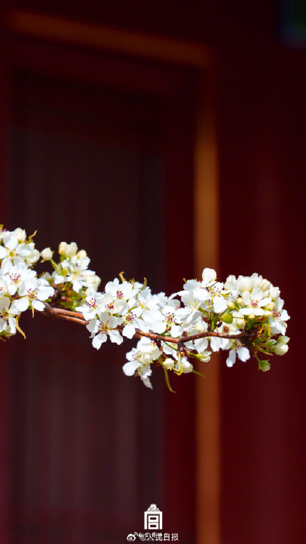 太美啦！故宫花花花壁纸又上新