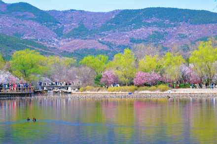 无水印壁纸！国家植物园的春天梦幻感拉满