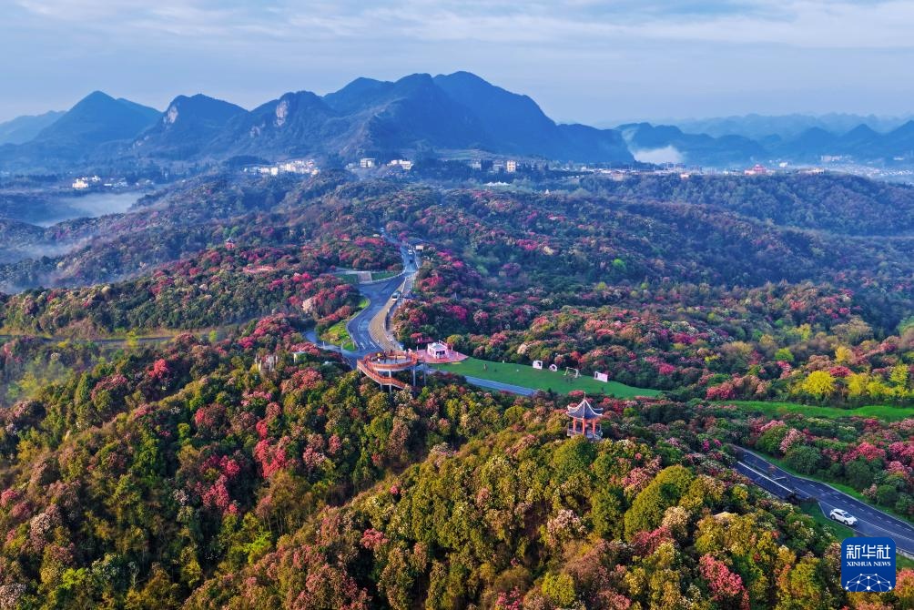 诗意中国丨几日春风又春雨 杜鹃依旧映山红