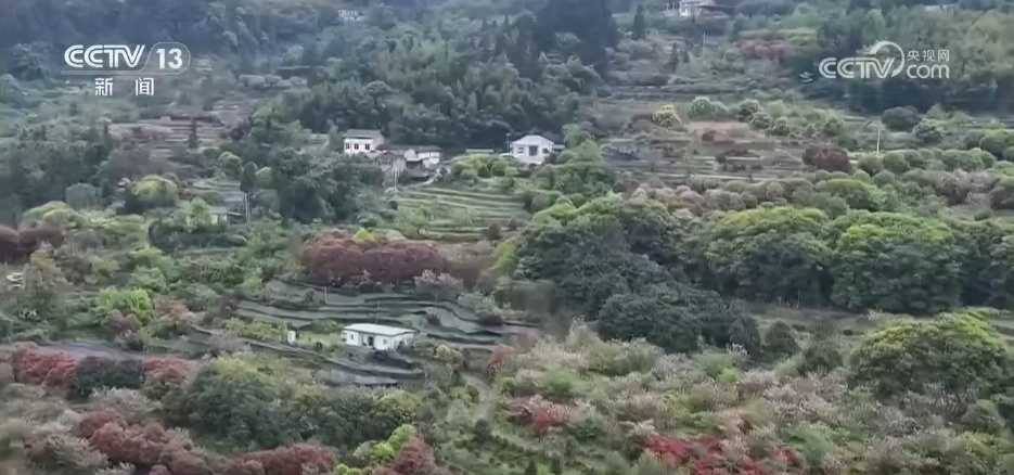 “赏花+”多业态蓬勃发展 农文旅融合让乡村“颜值”变“产值”