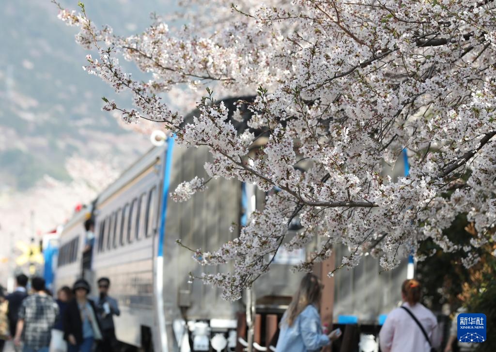 韩国镇海：樱花盛开
