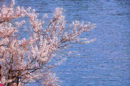 无水印壁纸！国家植物园的春天梦幻感拉满