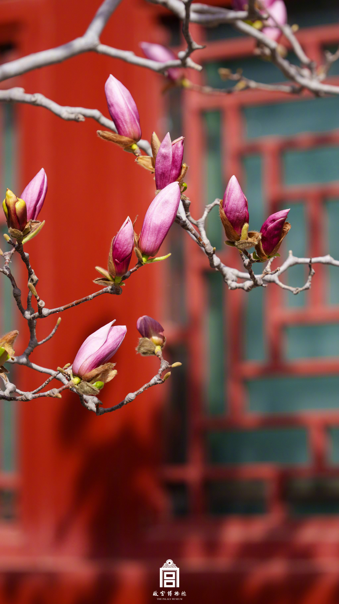 太美啦！故宫红墙春花壁纸又上新