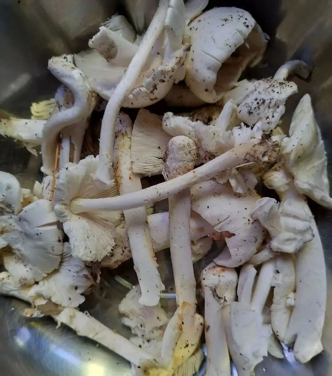 男子自采“白毒伞”煲汤，进了ICU