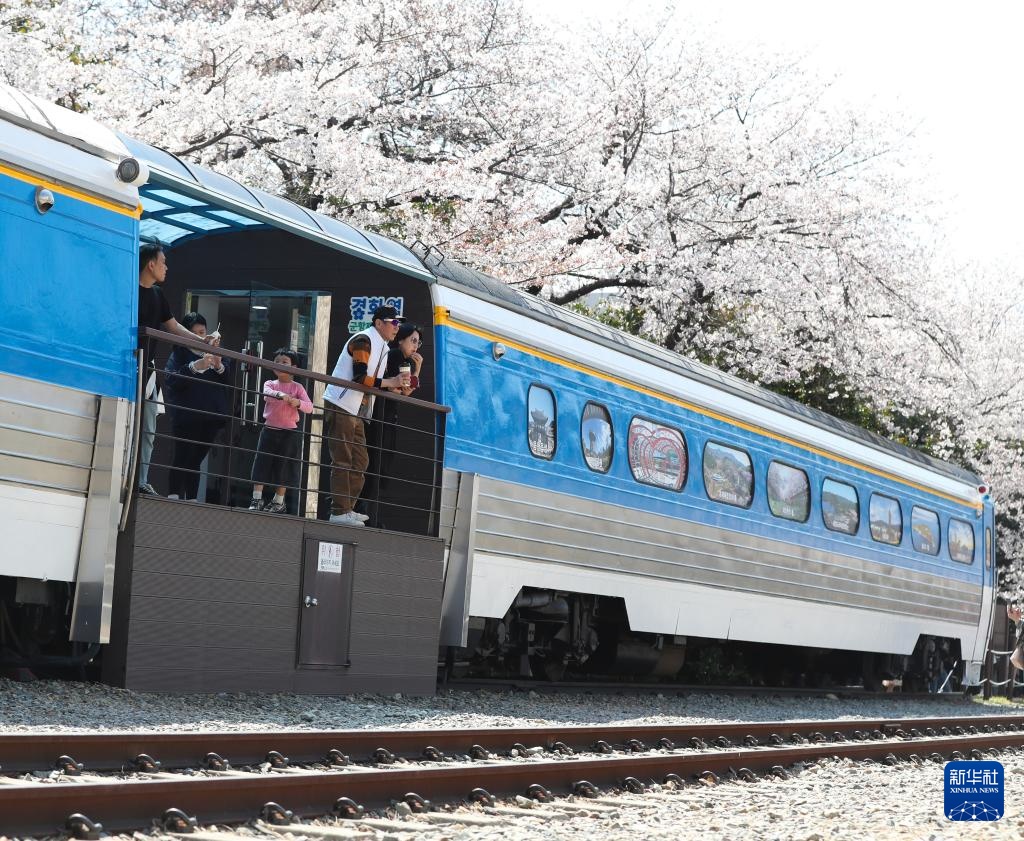 韩国镇海：樱花盛开