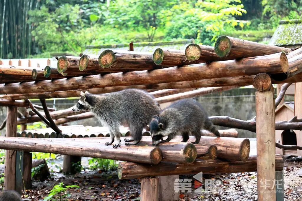 重庆动物园“萌宝天团”集体亮相！