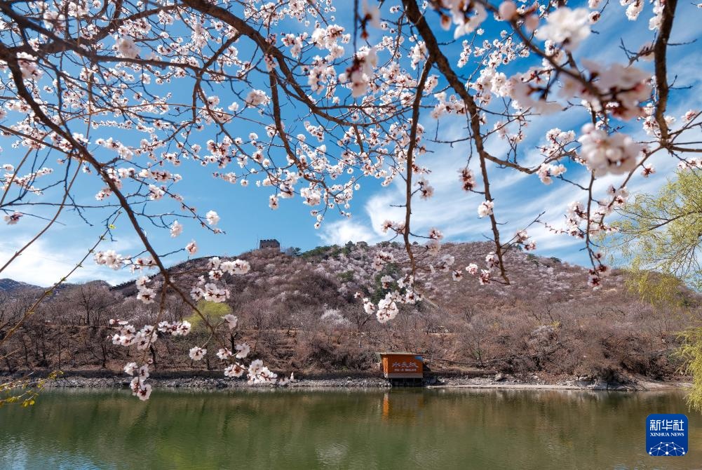 黄花城水长城：山花烂漫 春意正浓