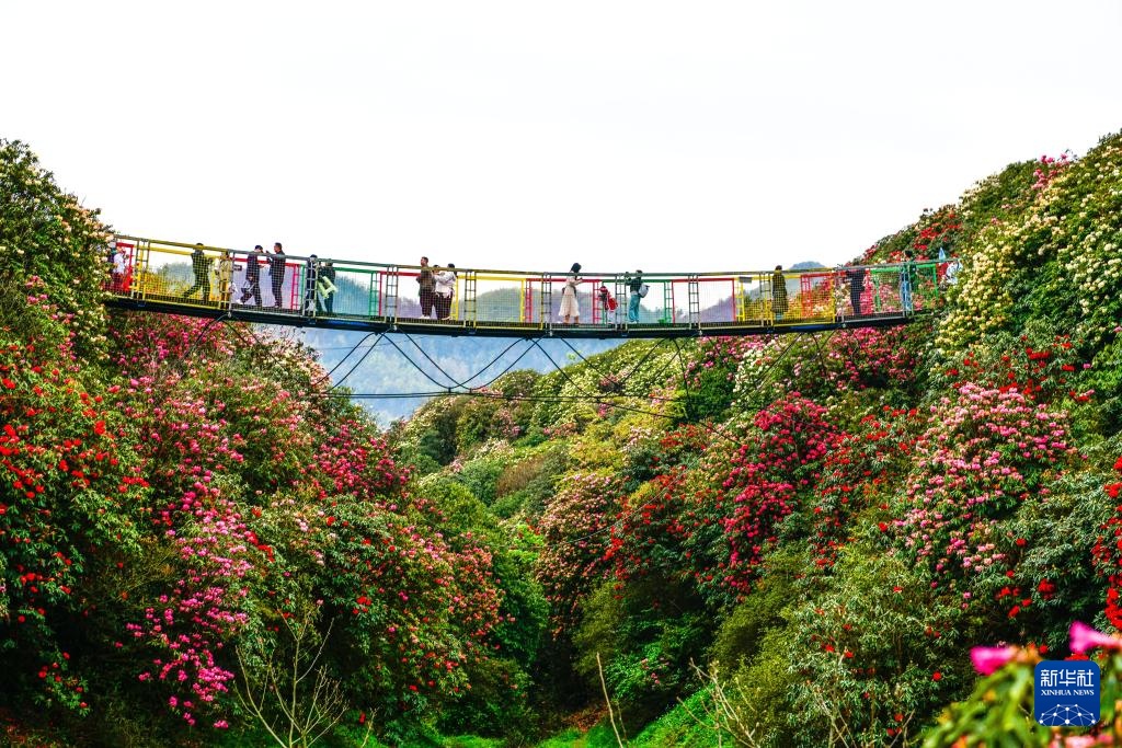 诗意中国丨几日春风又春雨 杜鹃依旧映山红