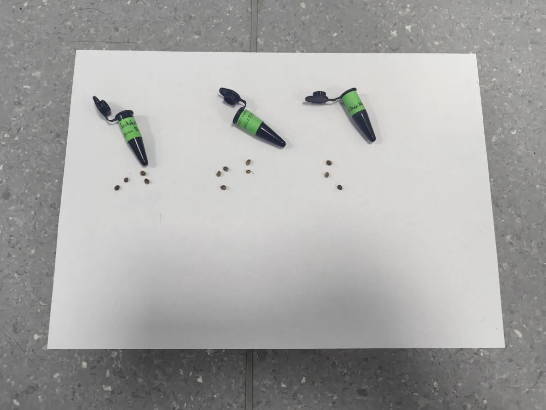 “好奇害死猫”，男子网购大麻种子被抓！