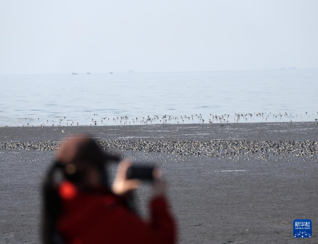 鸭绿江口观鸟