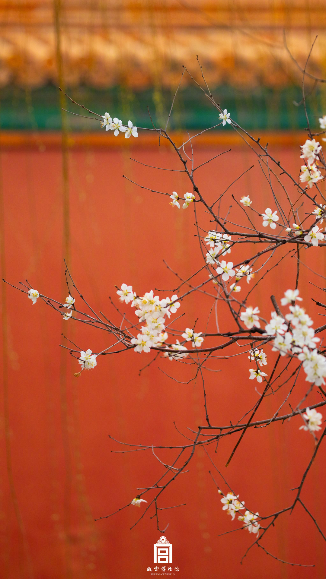 太美啦！故宫红墙春花壁纸又上新