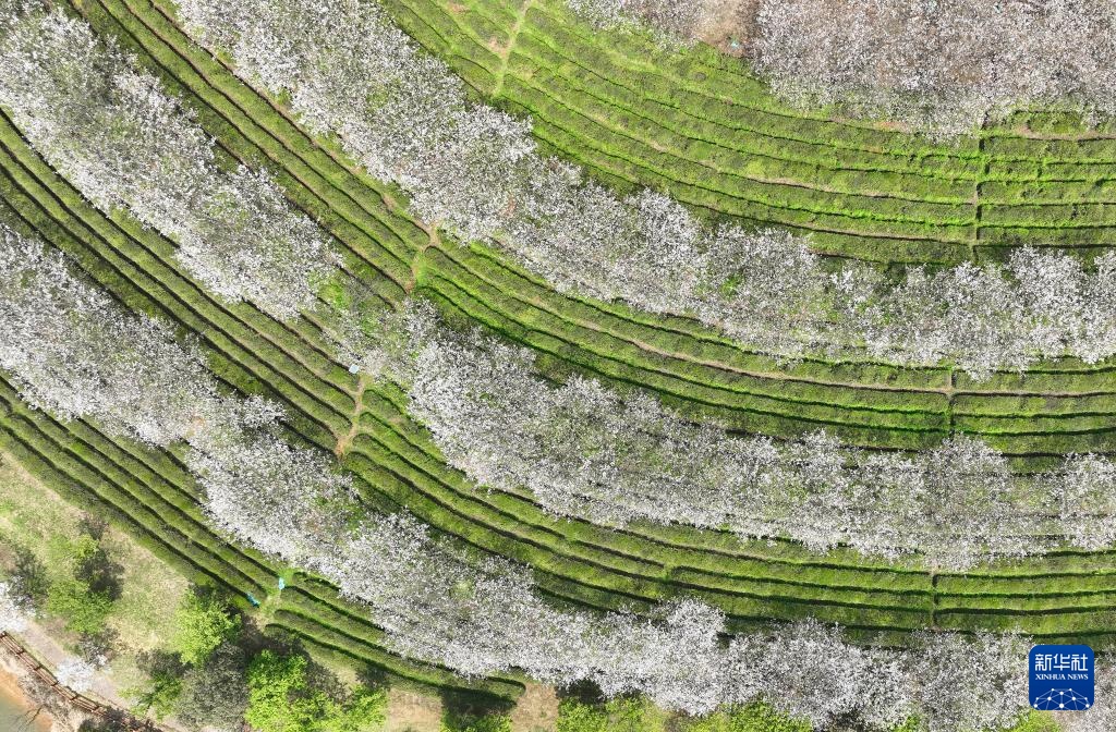 南昌：春风十里 樱花满谷