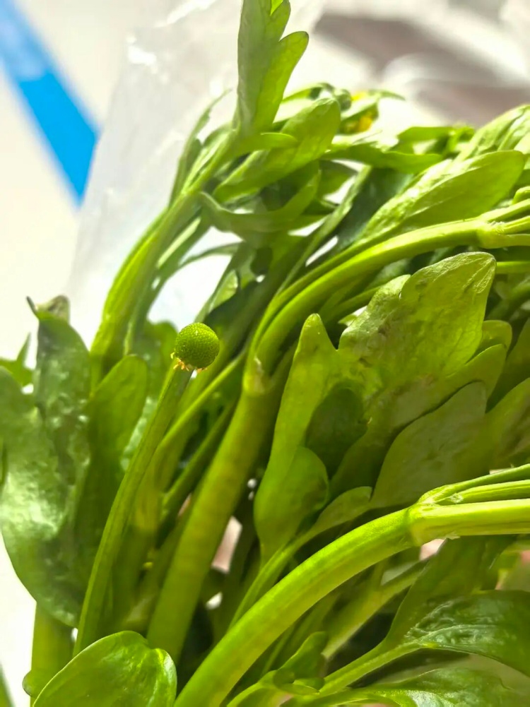 不要采！不要吃！正大量出现，女子只吃了几口，就被紧急就医！