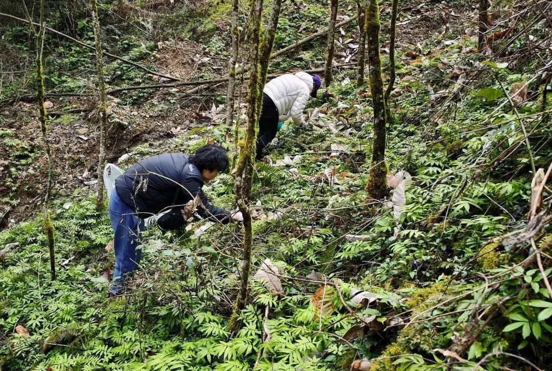 又火了！年轻人开始流行组团“打野”，很多四川人都在挖挖挖