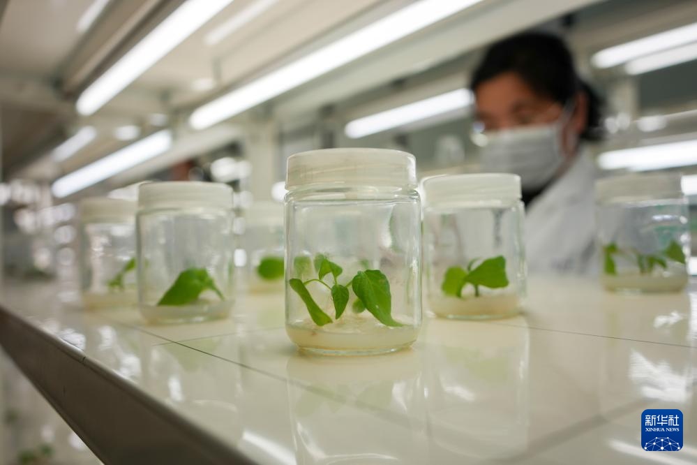 寿光蔬菜种质资源库储存蔬菜种质资源超2.6万份