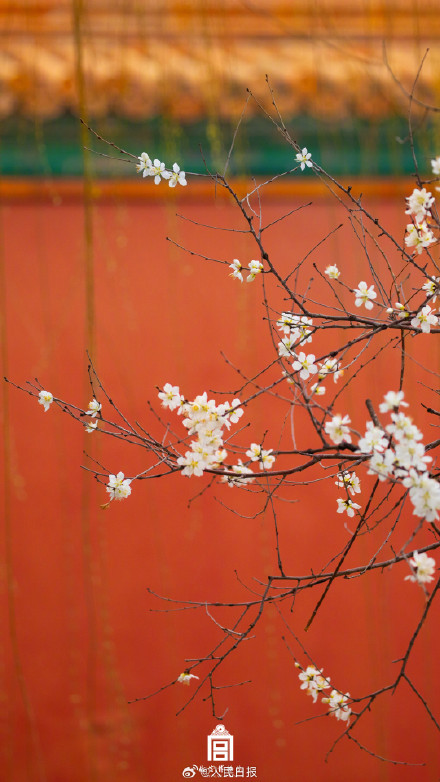 太美啦！故宫花花花壁纸又上新