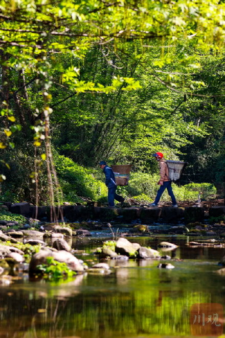 雅安茶山入画如画太雅了 &nbsp;每一帧都美得想要截图