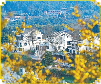 万亩蜡梅，有多香？