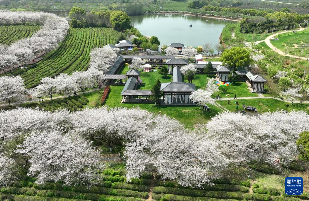 南昌：春风十里 樱花满谷